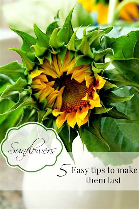 Treat freshly cut flowers with hot water (optional). How to cut sunflowers so they last | A well, Flower and Farms