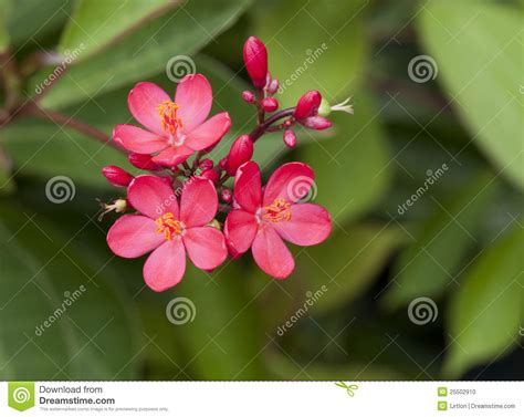7749 Beautiful Oleander Stock Photos Free And Royalty Free Stock