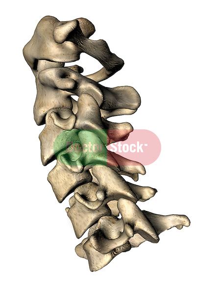 Cervical Spine Lateral View Doctor Stock