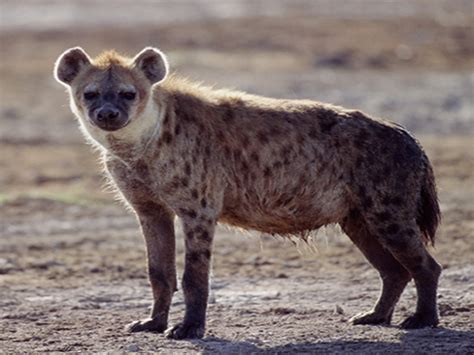 Hyena Animal Wildlife