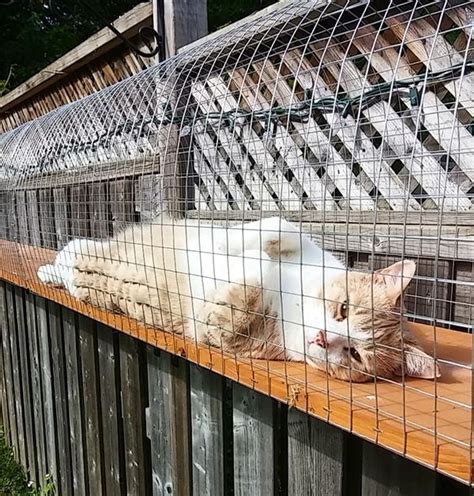 Outdoor Cat Jungle Gym Outdoor Cat Enclosure Cat