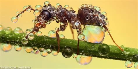 Bugs Amazing Photos Show Microscopic Insects Coping With