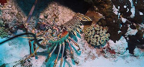 Spiny Lobster Facts Unusual Marine Inverts Tropical Fish Hobbyist