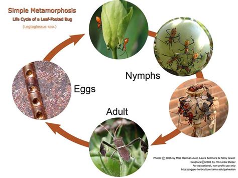 Beneficials In The Garden And Landscape Types Of Insect Metamorphosis