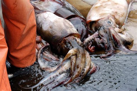 Jumbo Squid Are Missing From Monterey Bay. Will They Ever ...