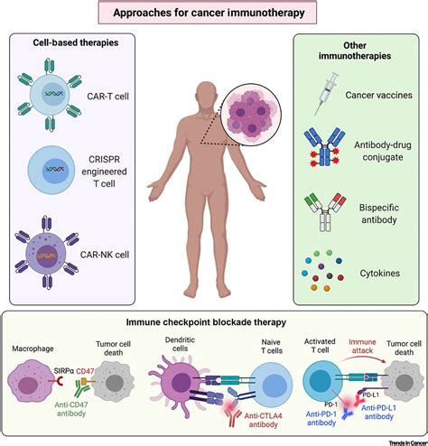 Monday Article Introduction To Immunotherapy For Cancer