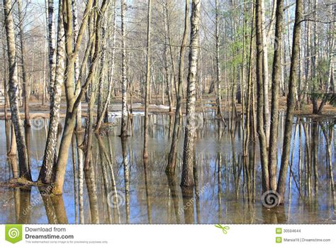 Spring Flooding In The Forest Stock Photo Image Of Season Forest