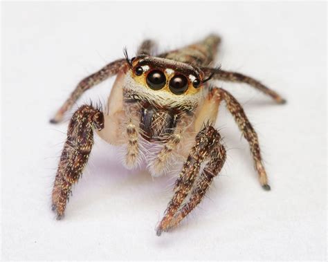 Close Up Photo Of Spiders Jumping Spider Hd Wallpaper Wallpaper Flare