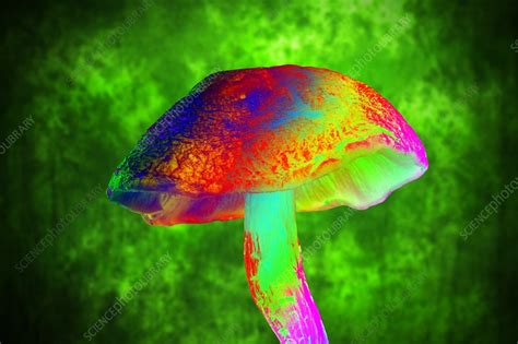 Magic Mushroom Stock Image F0324596 Science Photo Library