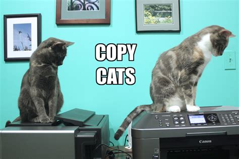 Copy Cats Life With Dogs And Cats Life With Dogs And Cats