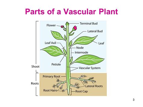 Vascular System In Plants Vascular Plant Biology Plants Plants