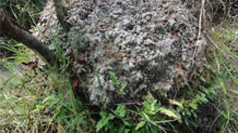 Huge Earthworms Built Strange Dung Mounds Fox News