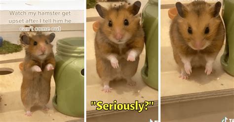 Dramatic Hamster Gets Visibly Upset When Hooman Has To Tell Him Its Not