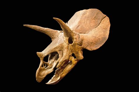 Universitario Encuentra Cráneo De Dinosaurio De 65 Millones De Años Mientras Busca Fósiles De