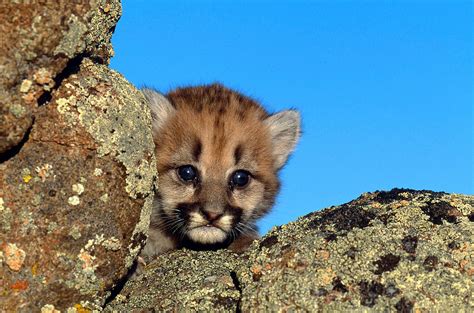 cougar cub felis concolor photograph by jeffrey lepore fine art america