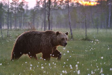 Bear Watching In Finland Holidays 20242025 Best Served Scandinavia