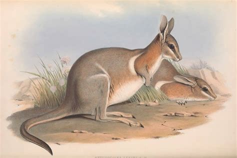 6 Extinct Marsupials Wikipoint Wiki Point