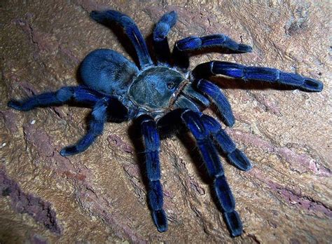 Your new pet requires very little care and being handled is not necessary for its physical needs. Haplopelma lividum (Cobalt Blue) Image Source: Wikipedia ...