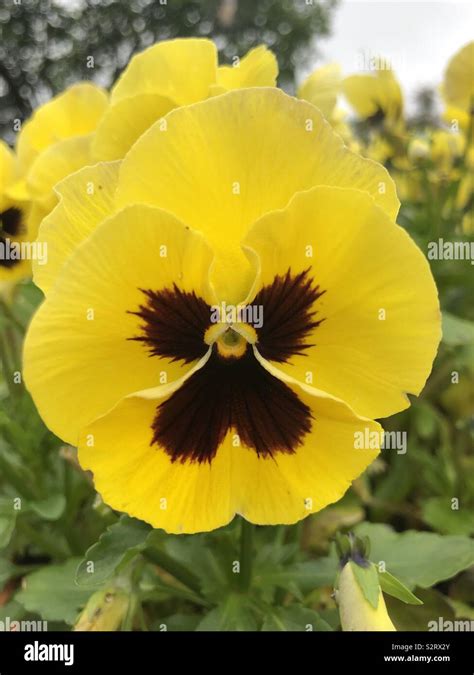 Yellow Pansy Flower Stock Photo Alamy