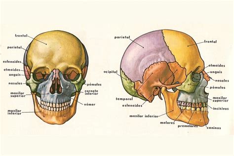 Huesos De La Cabeza Y El Cráneo Anatomía Funciones Y Características