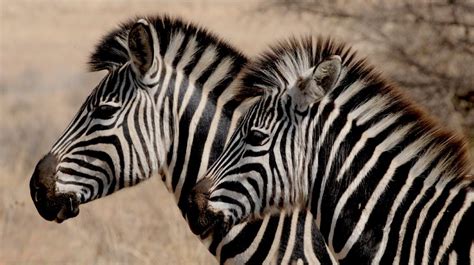 Plains Zebra Facts Pictures And In Depth Information