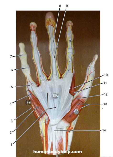 Hand Anterior Human Body Help
