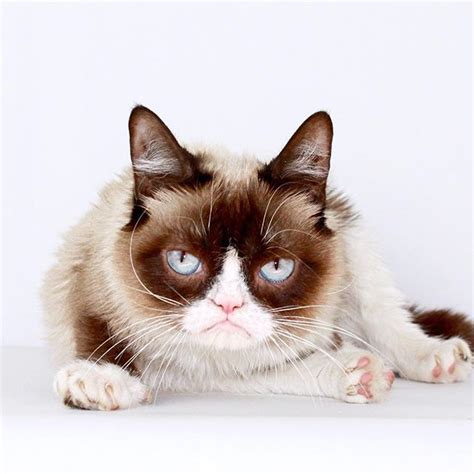 Internet Sensation Grumpy Cat Died But Her Memes Shall Live On