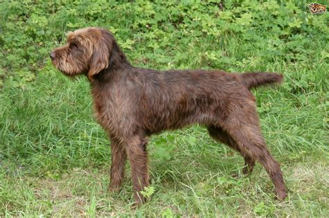 They are also part of our family. The Handsome German Pudelpointer | Pets4Homes