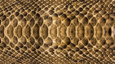 Snake Skin Wallpapers And Images Wallpapers Pictures Photos