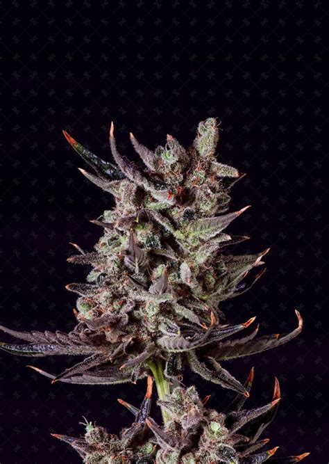 Purple Haze Auto by Genofarm Seeds from Seed City