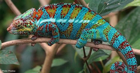 10 Of The Most Colorful Animals In The World The Rainforest Site News