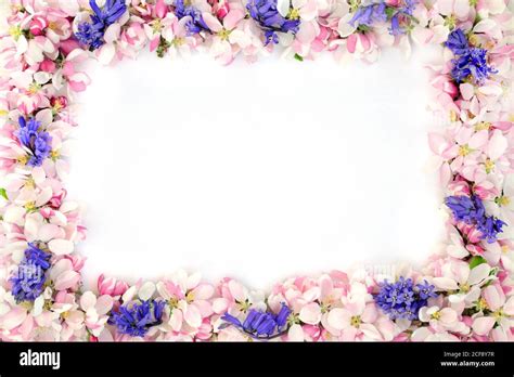Bluebell And Apple Blossom Flower Border On White Background With Copy