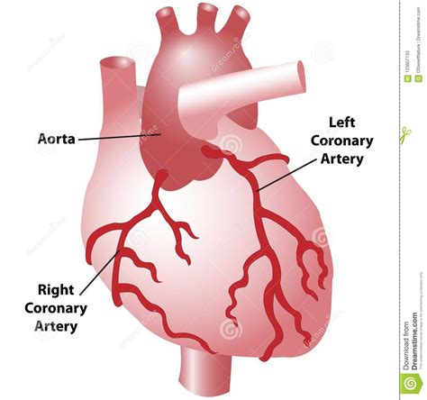 It was published in 2016 by the society of cardiovascular computed tomography (scct), the american college of radiology (acr). Coronary Arteries Of The Heart Stock Illustration ...