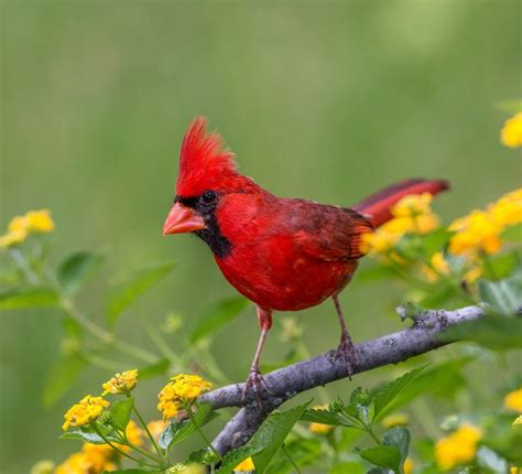 Proven Ways To Attract And Identify Northern Cardinals Birds And Blooms