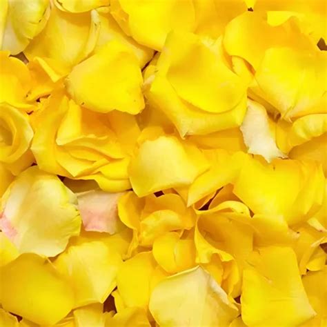 Yellow Rose Petals At Rs 450kg In Ajmer Id 2850945699730
