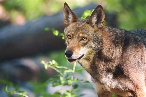 Endangered Red Wolves From The Ewc Released To The Wilds Of North