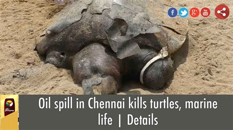 Oil Spill In Chennai Kills Turtles Marine Life Details