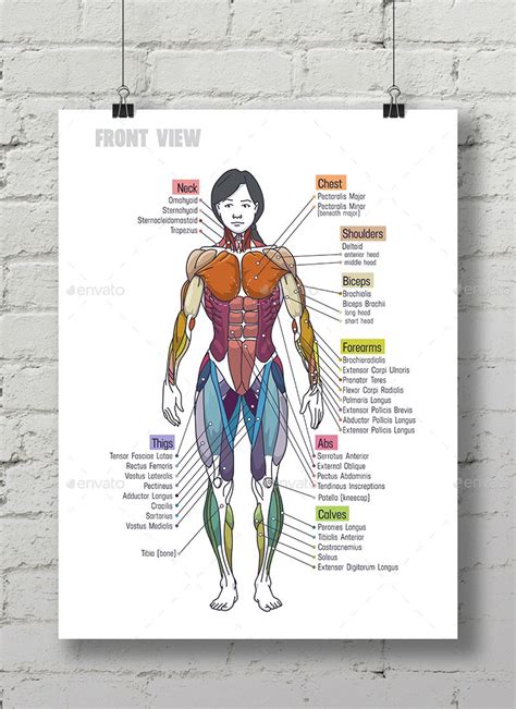Women Muscle Anatomy Сhart Preview Graphicriver Skeletal Muscle