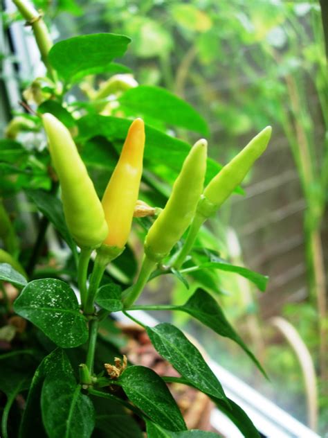 Chilli Pepper Heaven Grow Your Own Chilli Plants