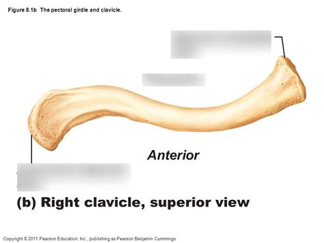 Right Clavicle Anatomy Diagram Quizlet
