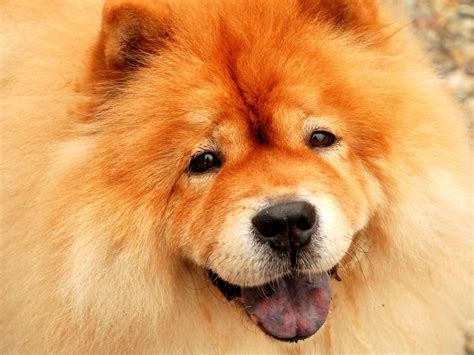 Our Beautiful World Chow Chow Dogs