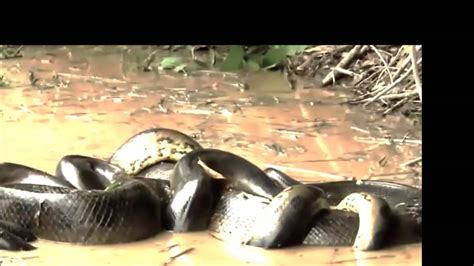 Worlds Biggest Python Snake Found In Amazon River Giant Anaconda 2016