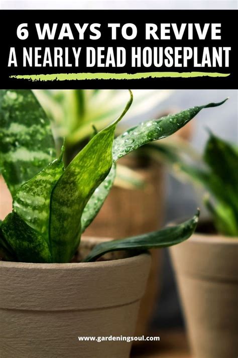 Check spelling or type a new query. 6 Ways to Revive a Nearly Dead Houseplant | House plants, Plant care, Plants
