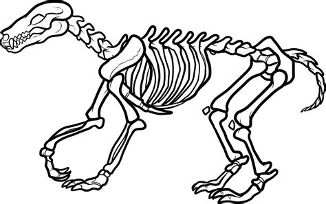 Animal Skeleton Clipart 20 Free Cliparts Download Images On