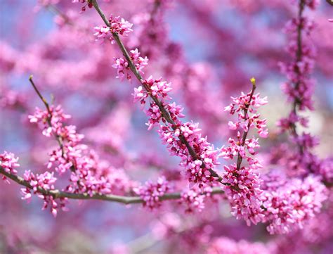 Magnolien können immergrün oder sommergrün sein und im frühen frühling oder im sommer blühen. Judasbaum » Wann ist Blütezeit?