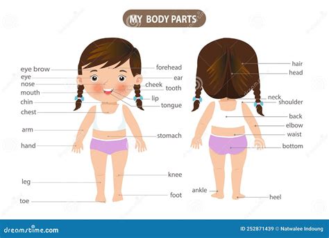 Dicionário Visual De Charges Para Crianças Sobre O Corpo Humano Meu