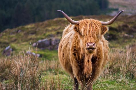 Highland Cattle On The Isle Of Skye United Kingdom