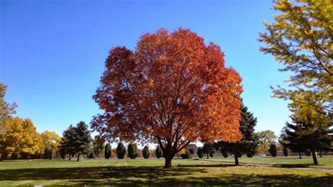 Top 10 Fastest Growing Trees In The World