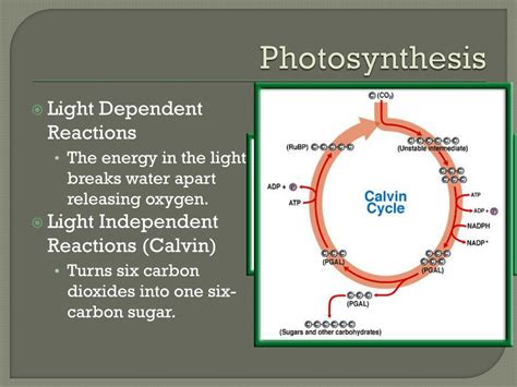 Ppt How Does The Cell Make The Energy It Needs To Survive Powerpoint