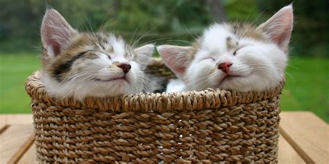 Pichers Of Kittens Kittens What You Should Know About Getting And